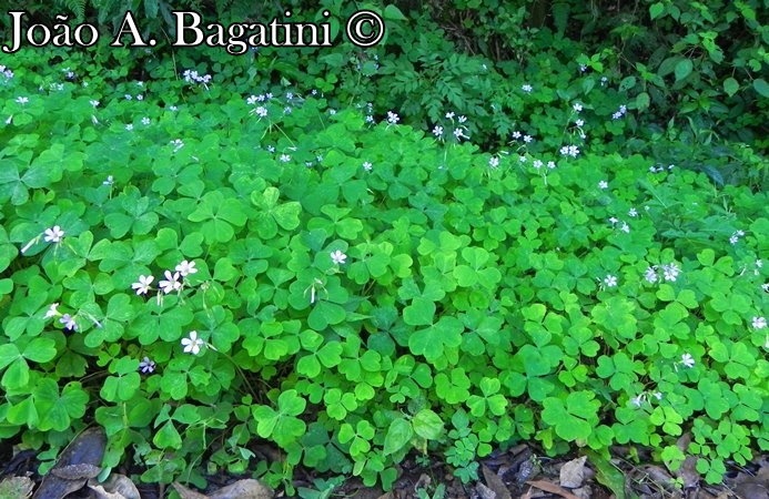 Oxalis linarantha