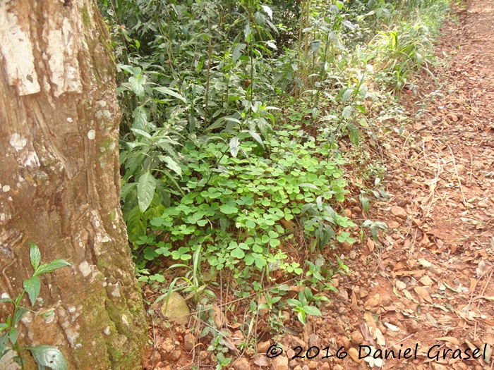 Oxalis linarantha