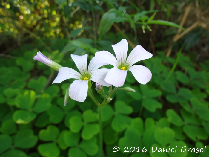 Oxalis linarantha