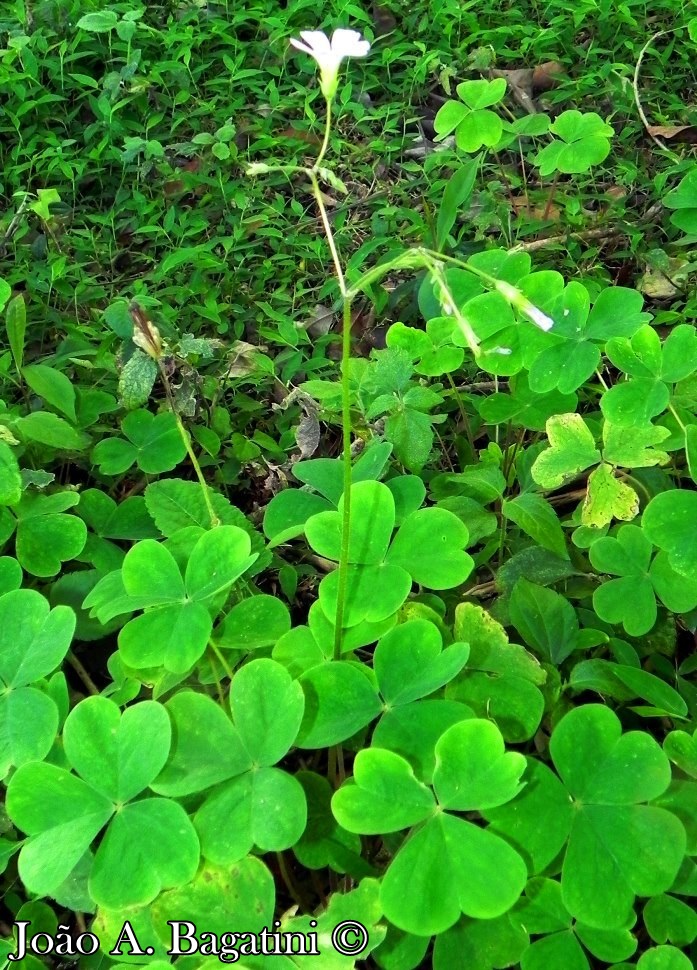 Oxalis linarantha