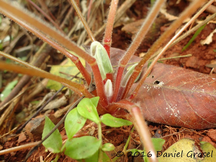 Oxalis linarantha