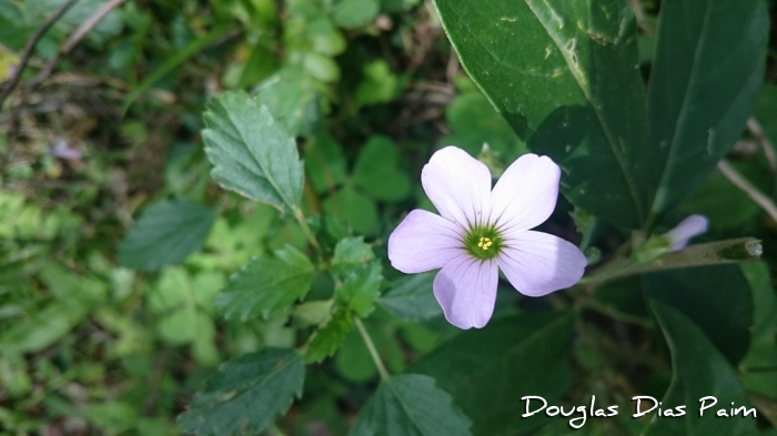 Oxalis linarantha