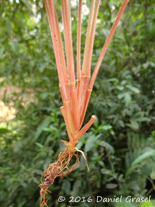 Oxalis linarantha