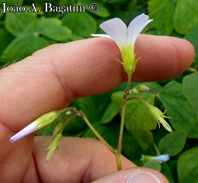 Oxalis linarantha