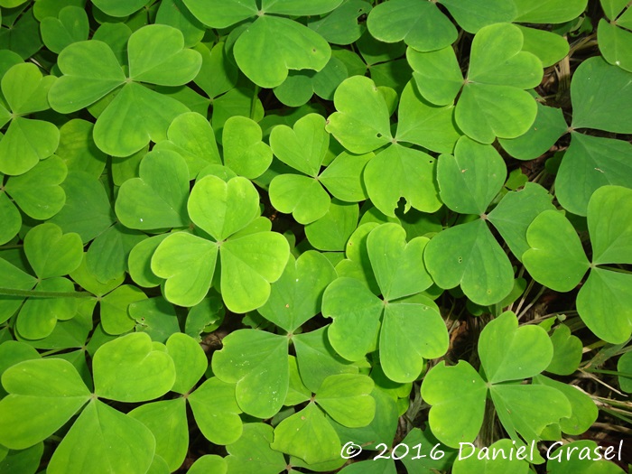 Oxalis linarantha