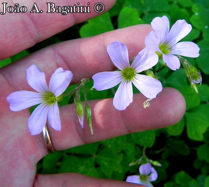 Oxalis linarantha