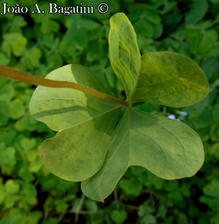 Oxalis linarantha