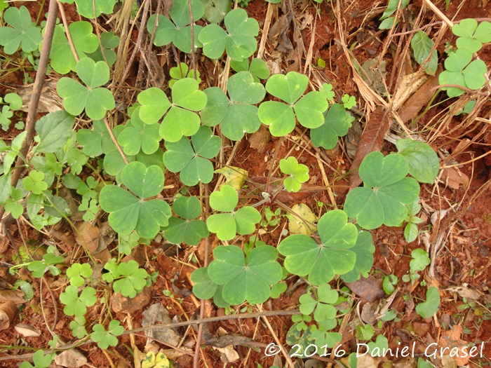 Oxalis linarantha