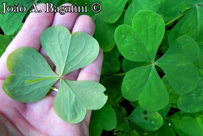 Oxalis linarantha