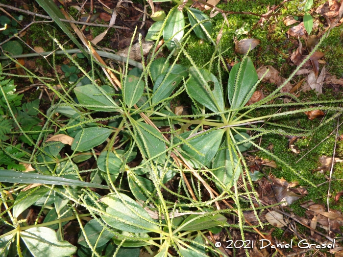 Peperomia blanda