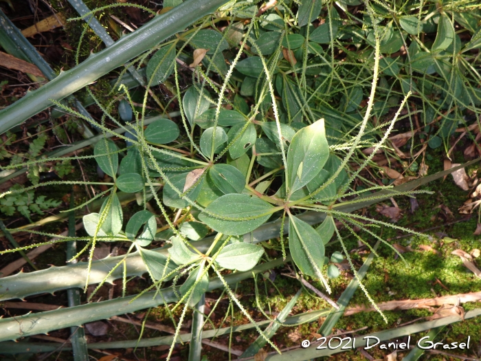 Peperomia blanda