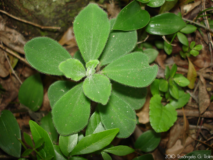 Peperomia blanda