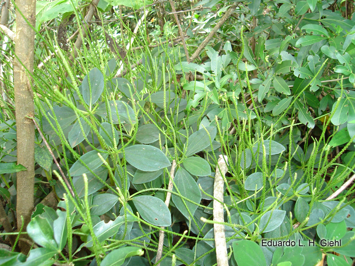 Peperomia blanda