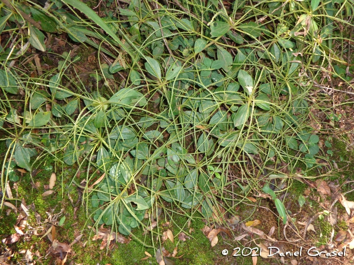 Peperomia blanda