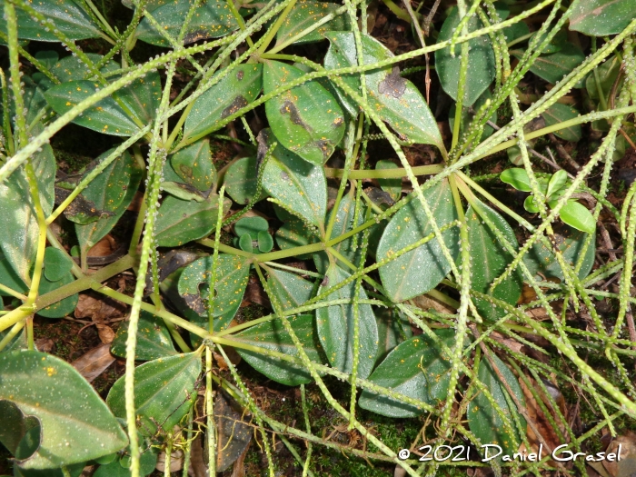 Peperomia blanda