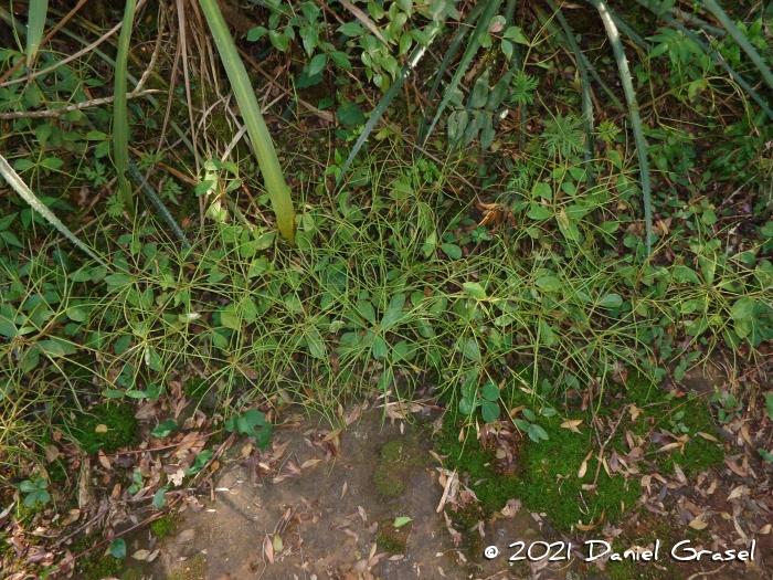 Peperomia blanda