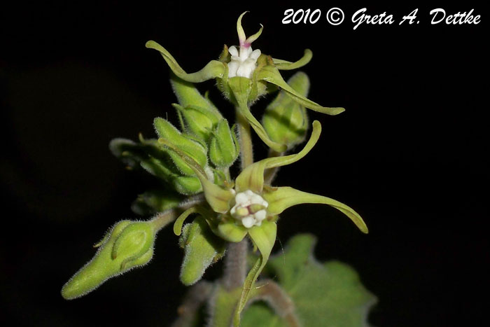 Oxypetalum tomentosum