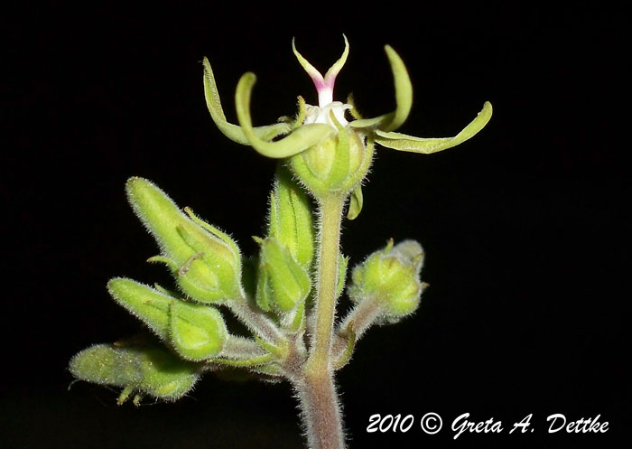 Oxypetalum tomentosum