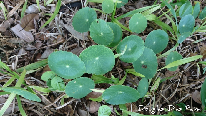 Hydrocotyle bonariensis