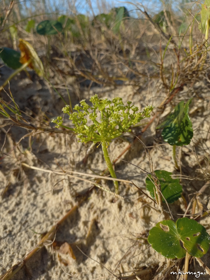 Hydrocotyle bonariensis