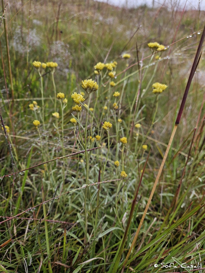 Achyrocline satureioides