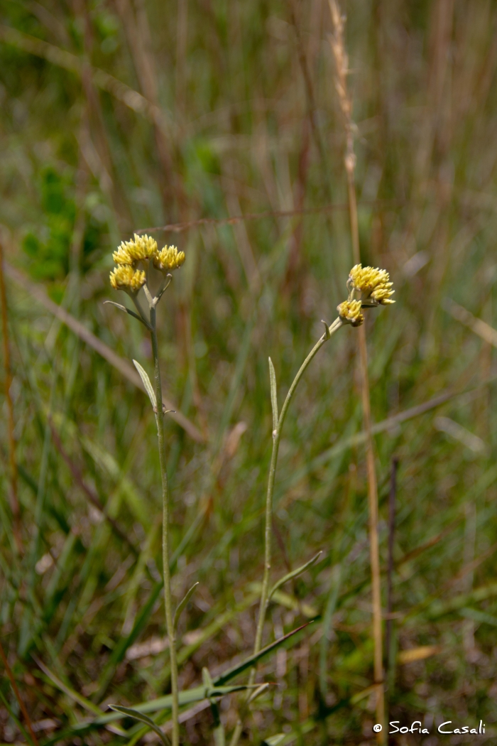 Achyrocline satureioides