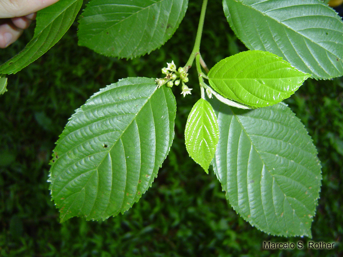 Rhamnus sphaerosperma