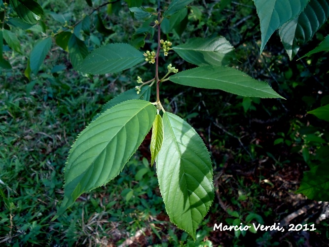 Rhamnus sphaerosperma