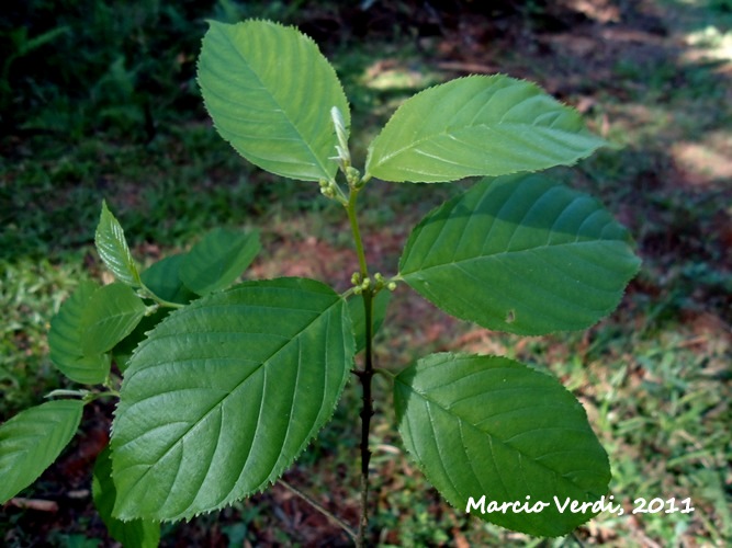 Rhamnus sphaerosperma