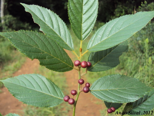 Rhamnus sphaerosperma