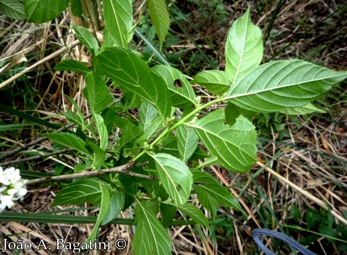 Rhamnus sphaerosperma