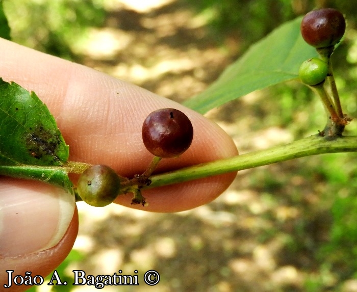 Rhamnus sphaerosperma