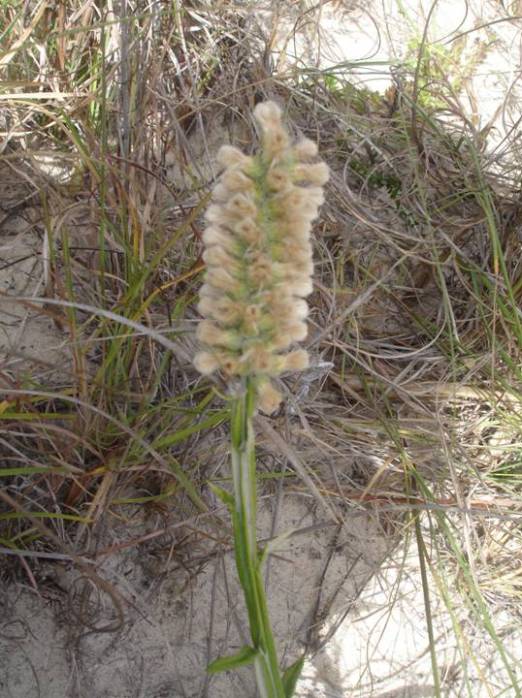 Pterocaulon lorentzii