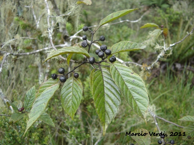 Rhamnus sphaerosperma