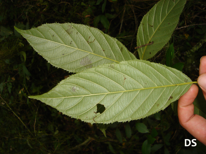 Rhamnus sphaerosperma
