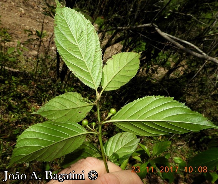 Rhamnus sphaerosperma