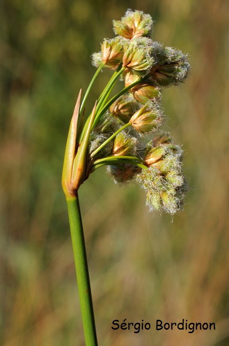 Androtrichum trigynum