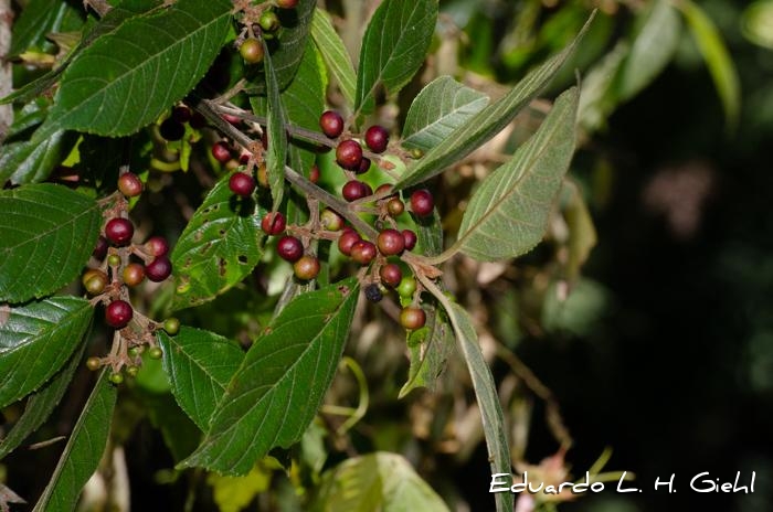 Rhamnus sphaerosperma