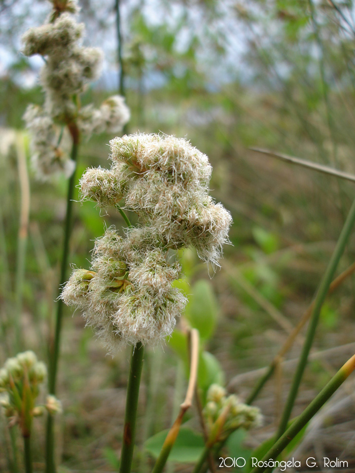 Androtrichum trigynum