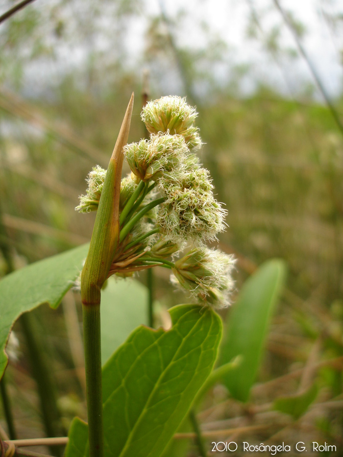 Androtrichum trigynum