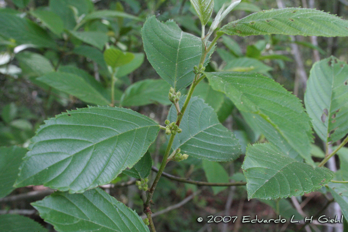 Rhamnus sphaerosperma