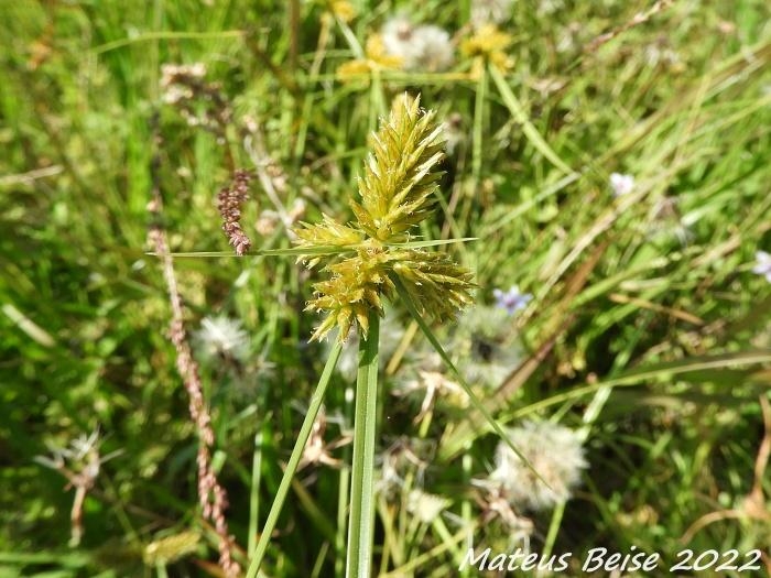 Cyperus aggregatus