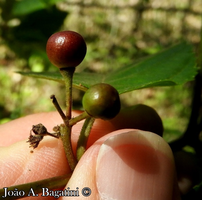 Rhamnus sphaerosperma