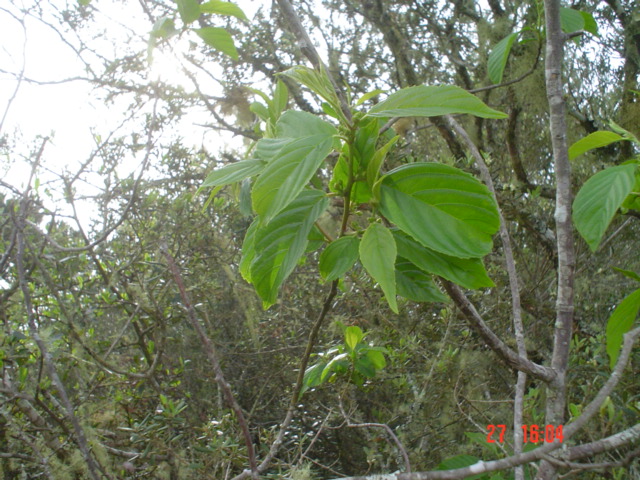 Rhamnus sphaerosperma