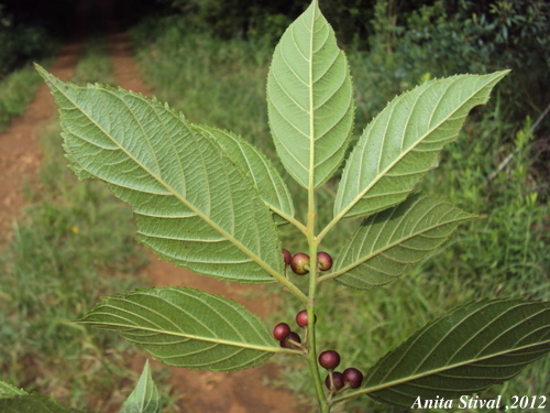 Rhamnus sphaerosperma