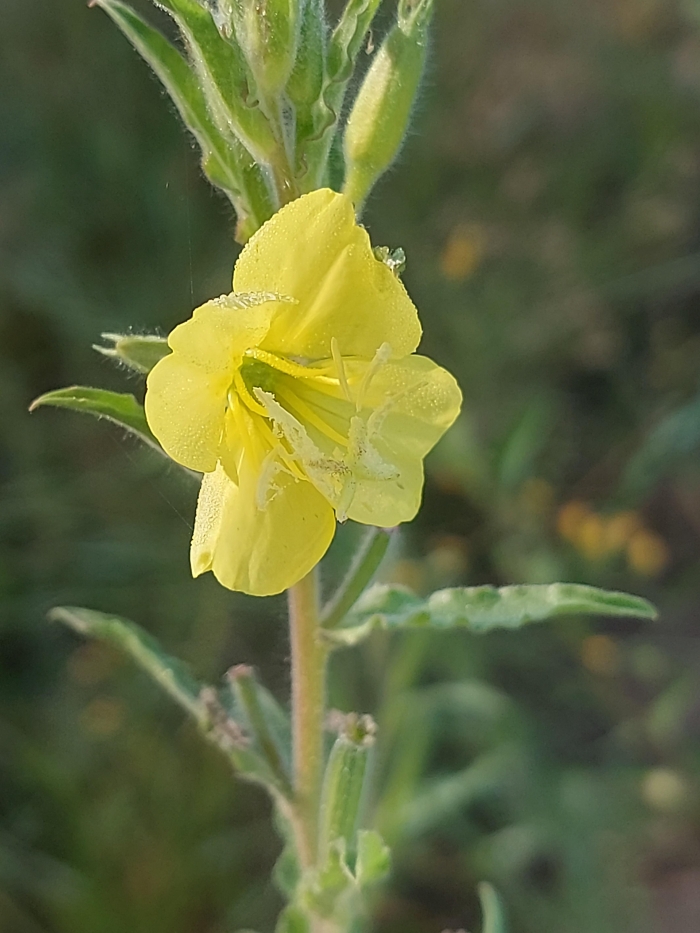 Oenothera mollissima