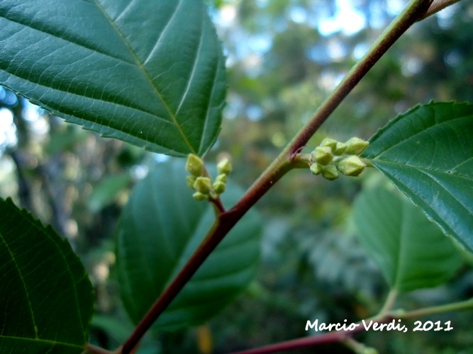 Rhamnus sphaerosperma