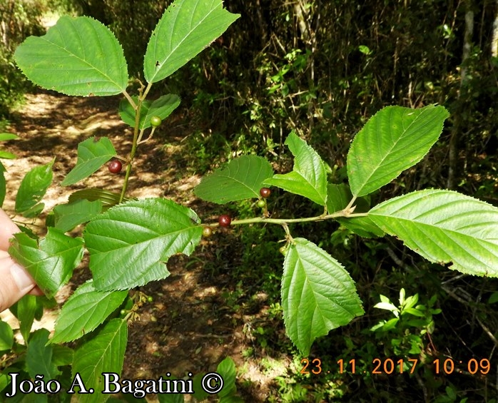 Rhamnus sphaerosperma