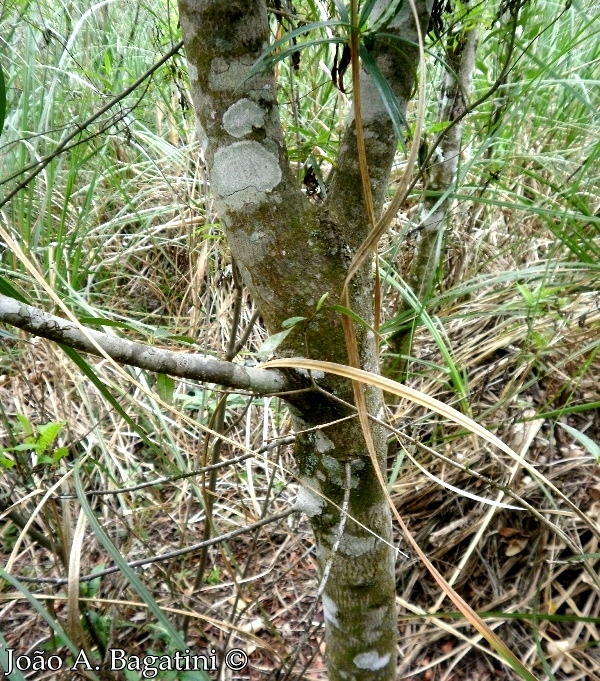 Rhamnus sphaerosperma