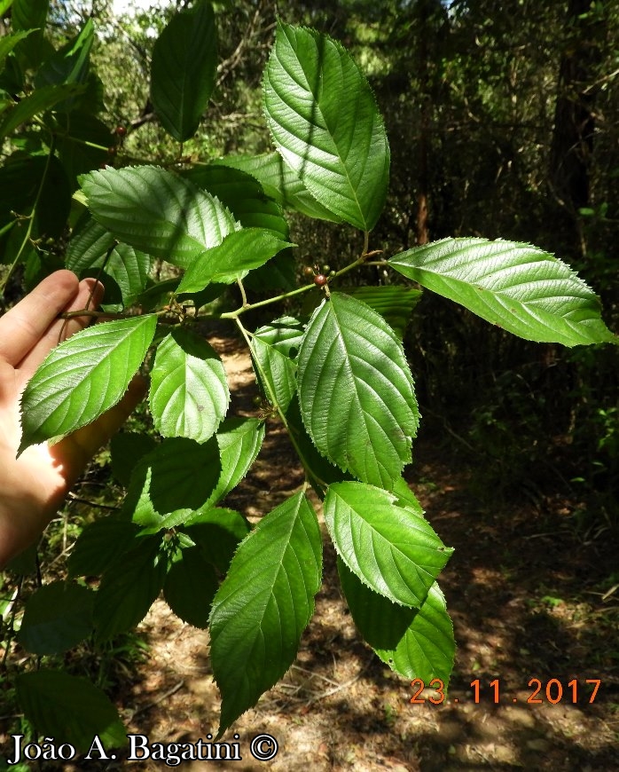 Rhamnus sphaerosperma